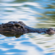 Illustration for article titled Florida alligator crashes picnic, houses guacamole